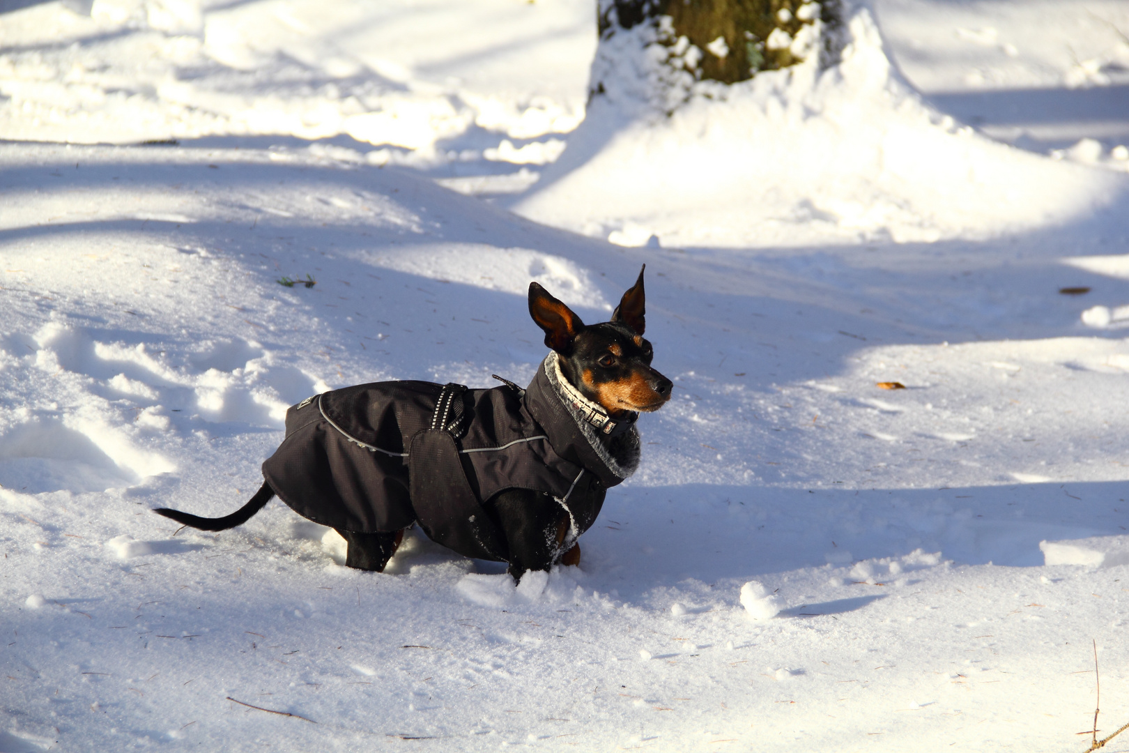 Bluna im Schnee