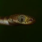 blunt headed tree snake