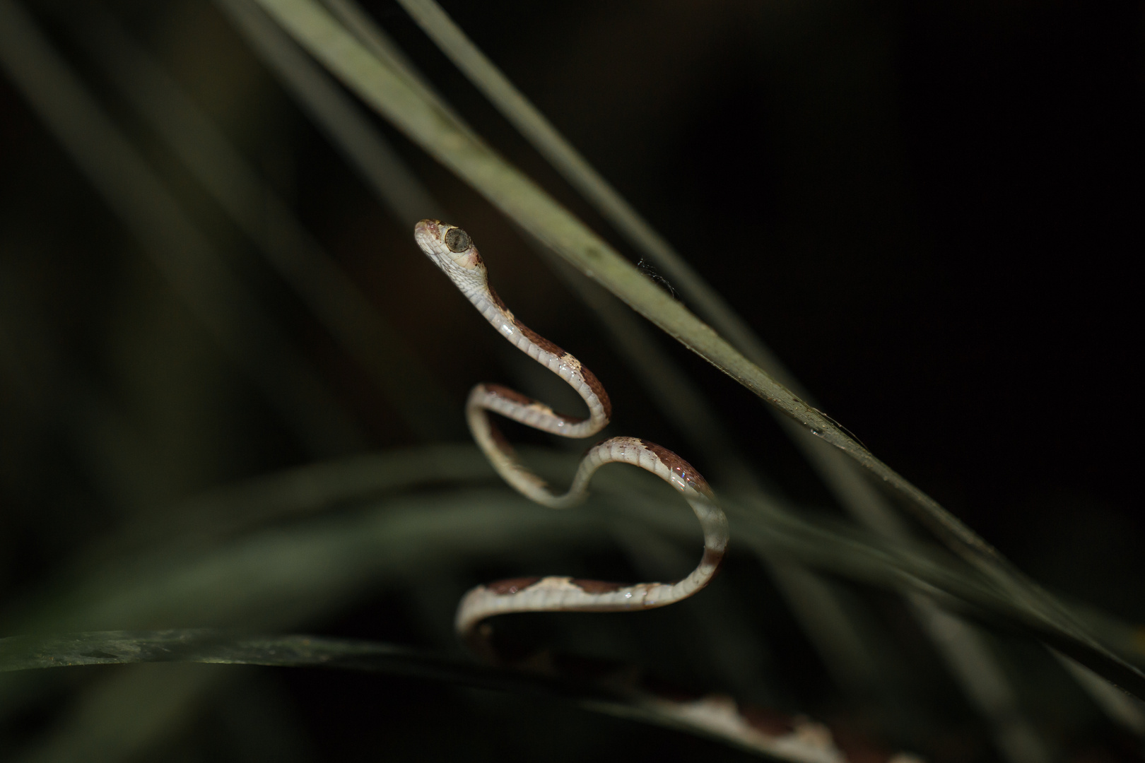 Blunt-headed tree snake