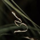 Blunt-headed tree snake