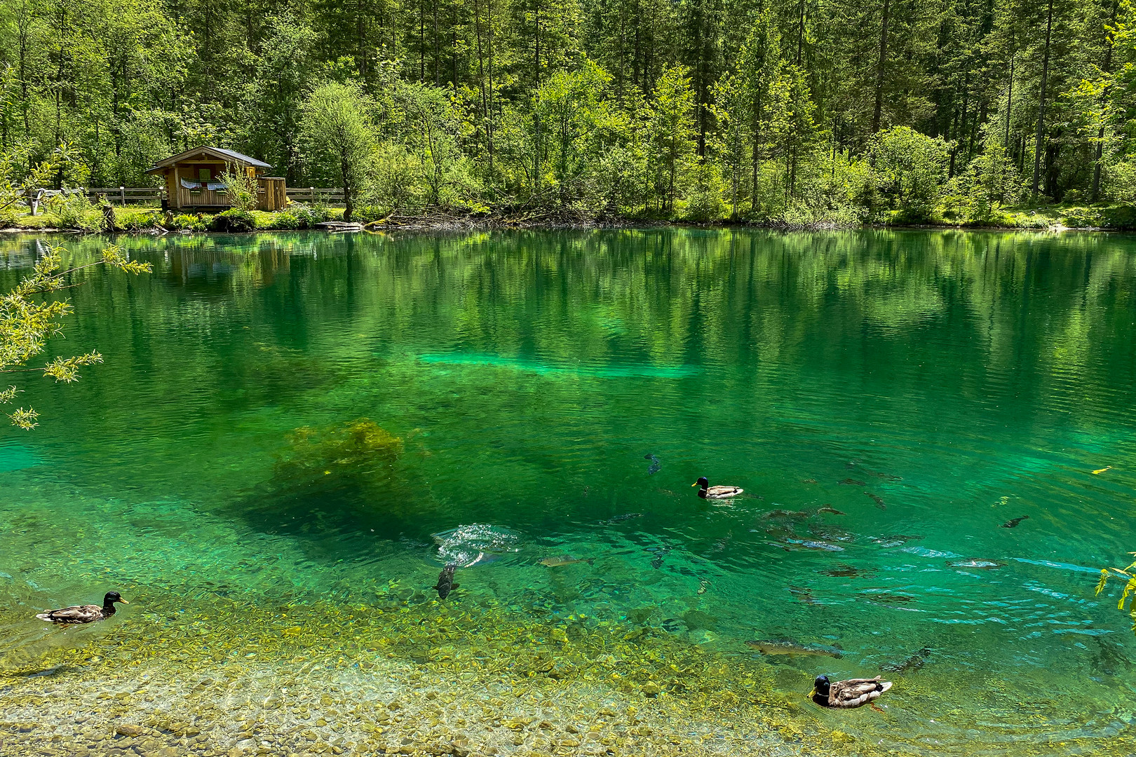 Bluntausee Gosling an der Salzach