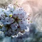 Blur apple blossom