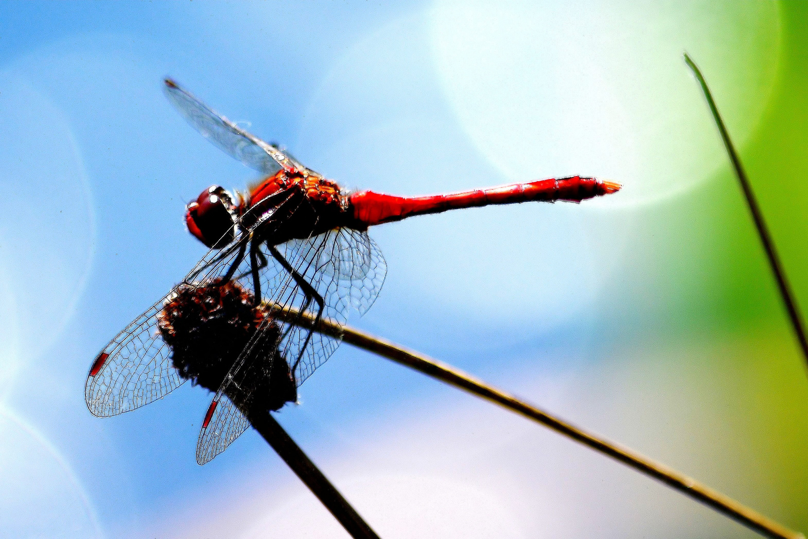 Blurote Heidelibelle am Rodder Maar, Eifel; Männchen