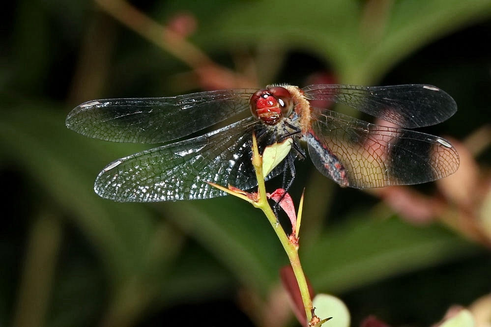 Blurote Heidelibelle [Männchen]