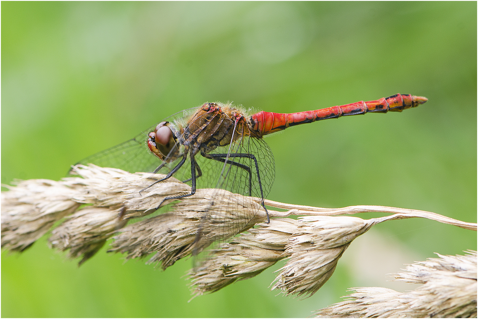 Blurote Heidelibelle - Sympetrum sanguineum (Männchen)