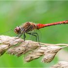 Blurote Heidelibelle - Sympetrum sanguineum (Männchen)