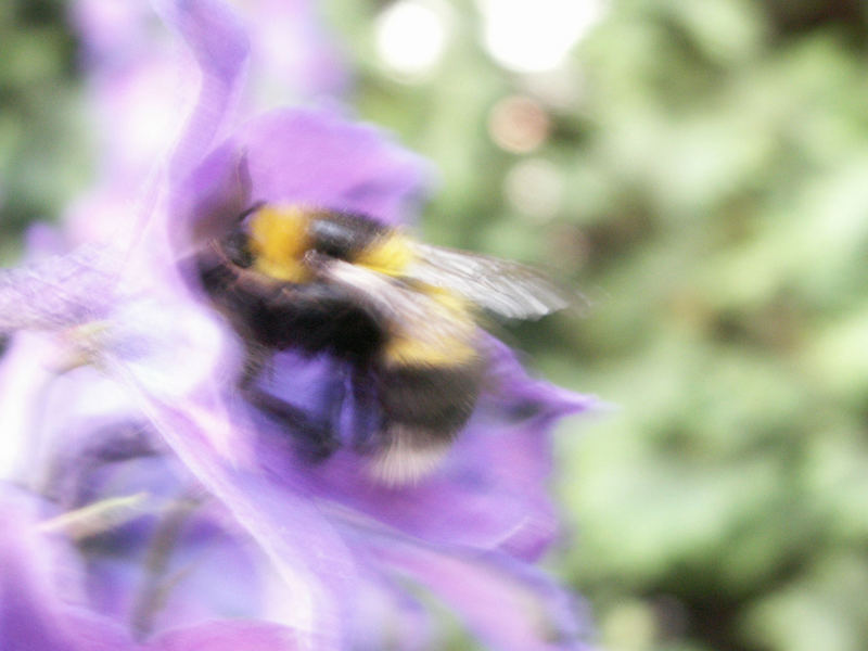 Blurred Bumble-Bee