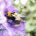 Blurred Bumble-Bee