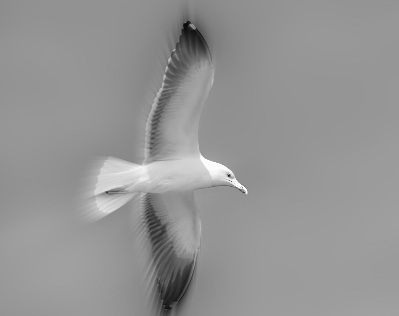 blurred flight