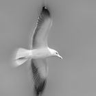 blurred flight