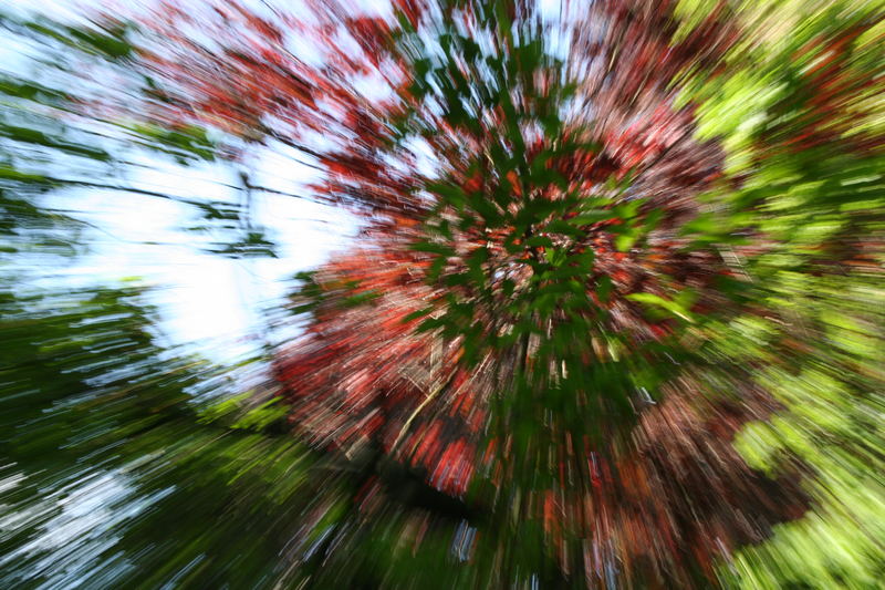 Blurred Nature IV