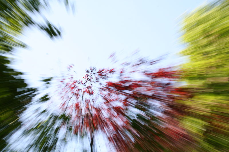 Blurred Nature V