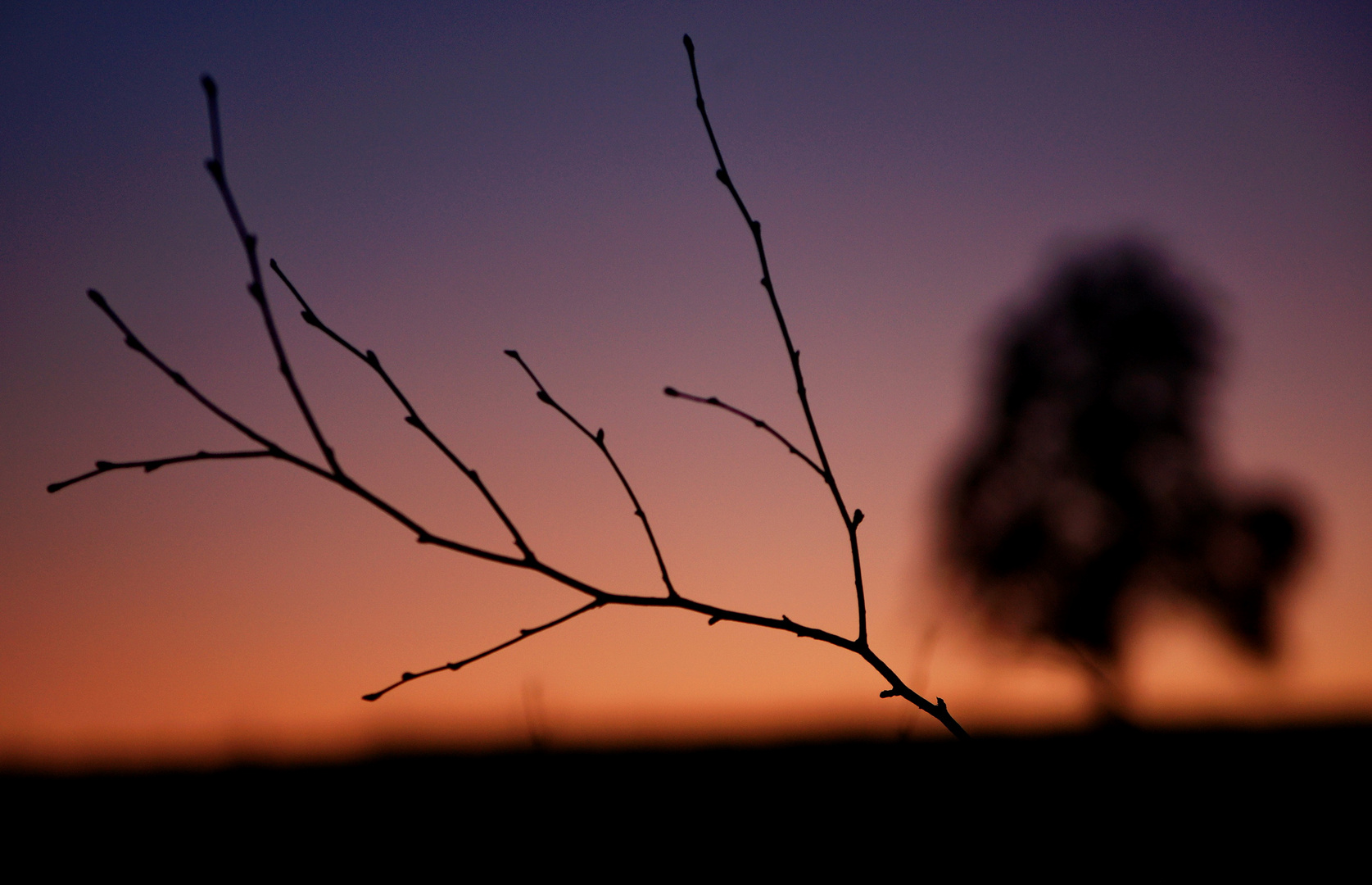 blurred tree