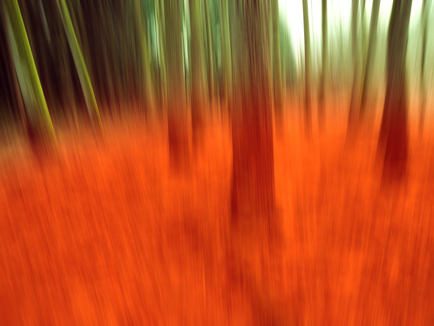 Blurred Woods