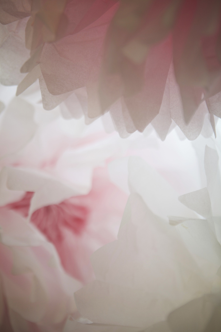 Blurry Paperflowers