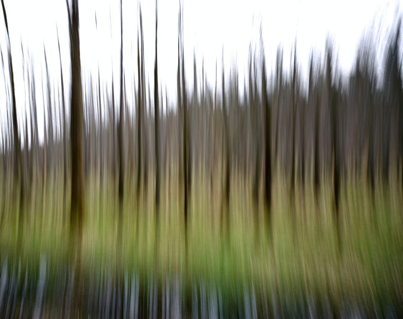 blurry trees