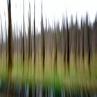 blurry trees