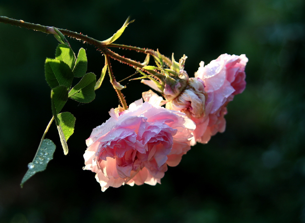 Blush Damask