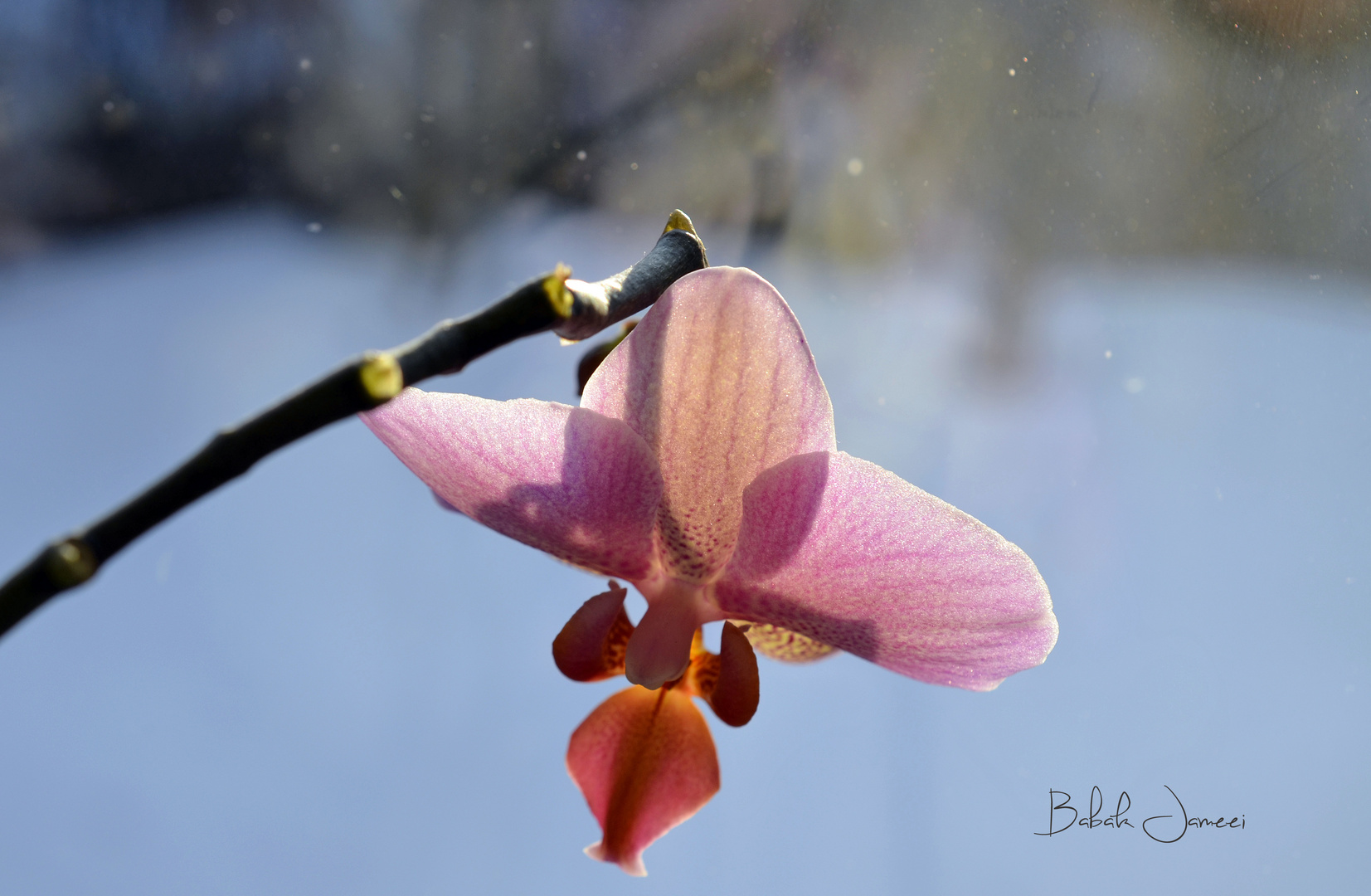 Blushing Orchid