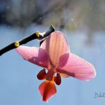 Blushing Orchid