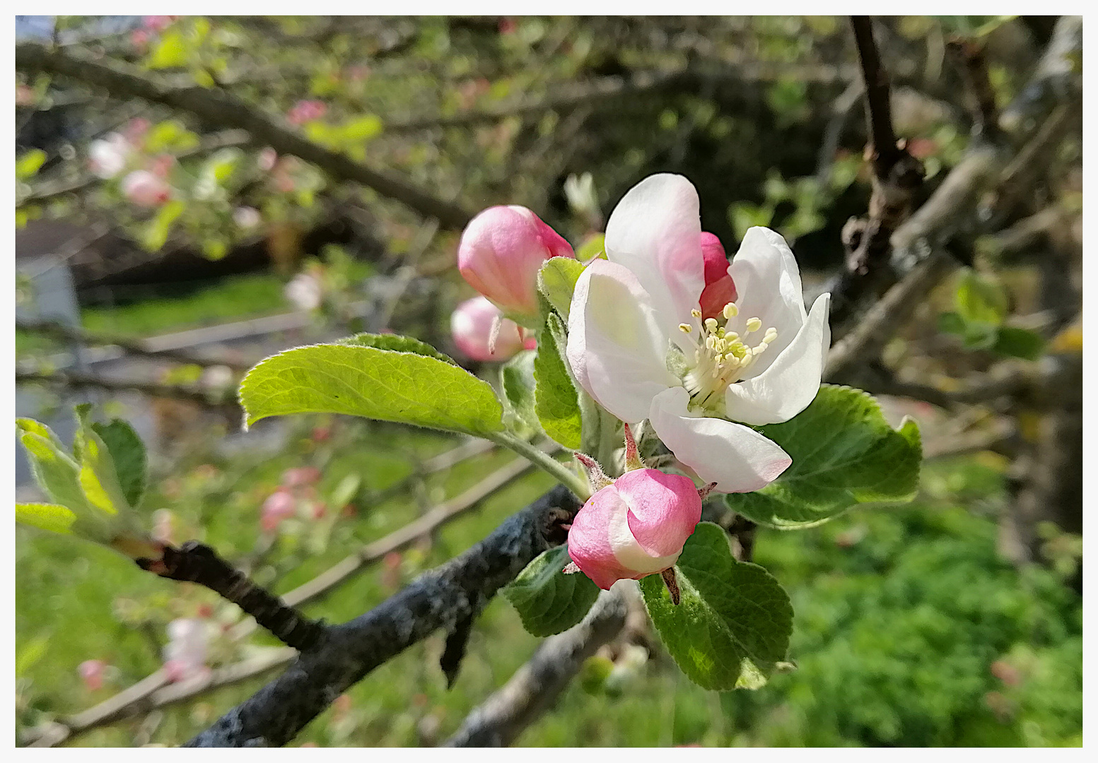 Blust in Mostindien; frohe Ostern