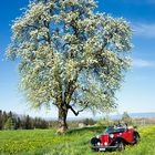 Blustfahrt mit dem MG-Cabrio über Land beim Bodensee