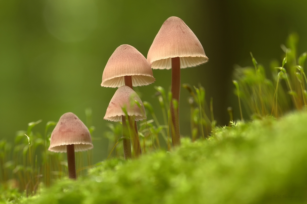 Blut-Helmling (Mycena haematopus)