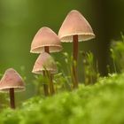 Blut-Helmling (Mycena haematopus)