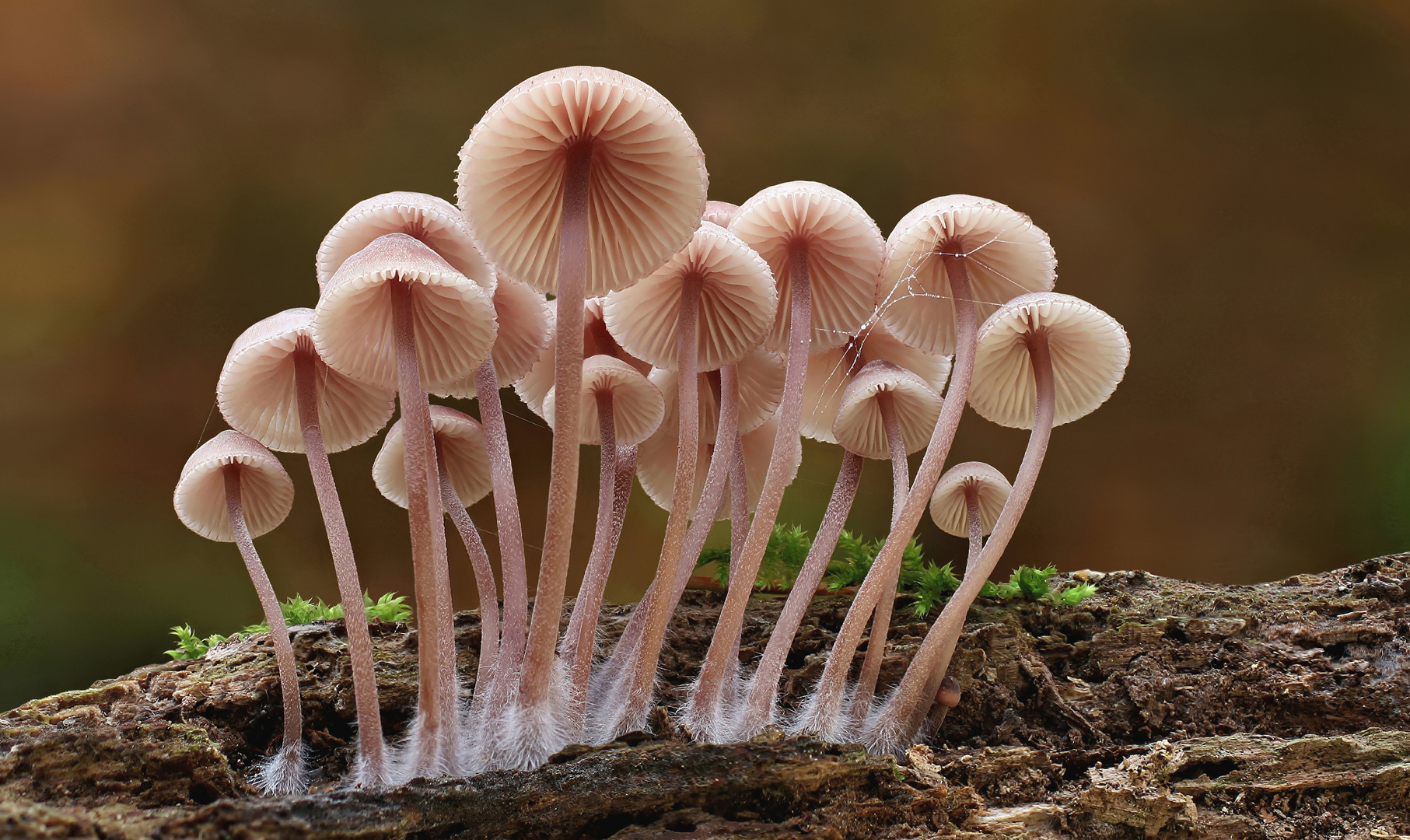 Blut-Helmlinge (Mycena haematopus)