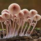 Blut-Helmlinge (Mycena haematopus)