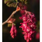 Blut-Johannisbeere (Ribes sanguineum)