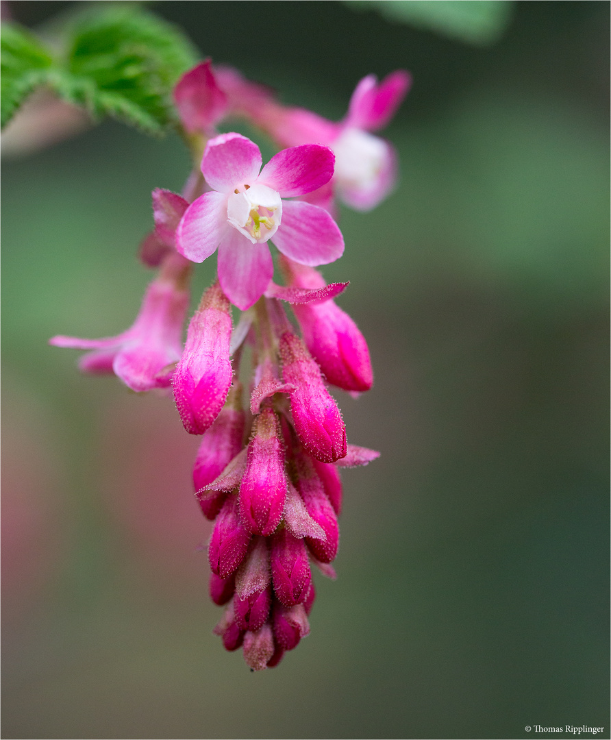 Blut Johannisbeere (Ribes sanguineum)..