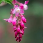 Blut Johannisbeere (Ribes sanguineum)..