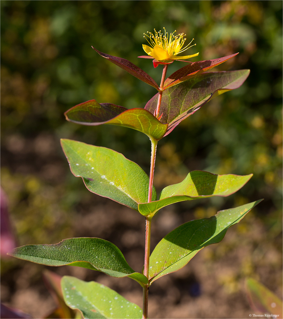 Blut - Johanniskraut (Hypericum androsaemum).