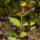 Blut - Johanniskraut (Hypericum androsaemum).