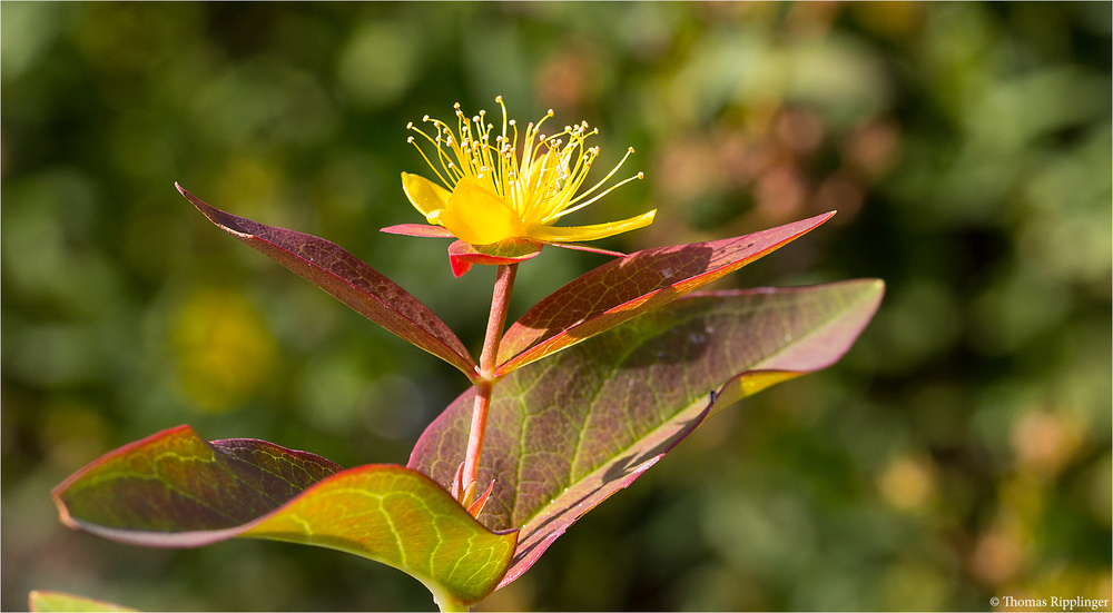 Blut - Johanniskraut (Hypericum androsaemum)