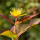 Blut - Johanniskraut (Hypericum androsaemum)