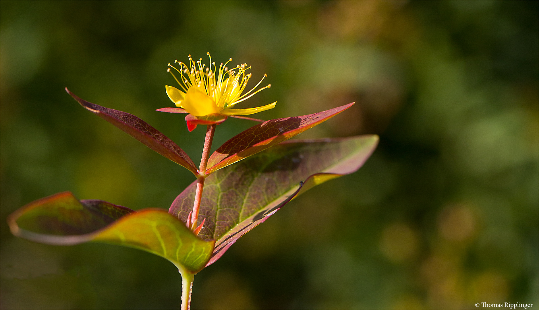 Blut - Johanniskraut (Hypericum androsaemum)..