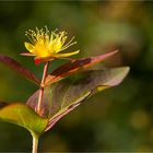 Blut - Johanniskraut (Hypericum androsaemum)..