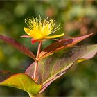 Blut - Johanniskraut (Hypericum androsaemum)