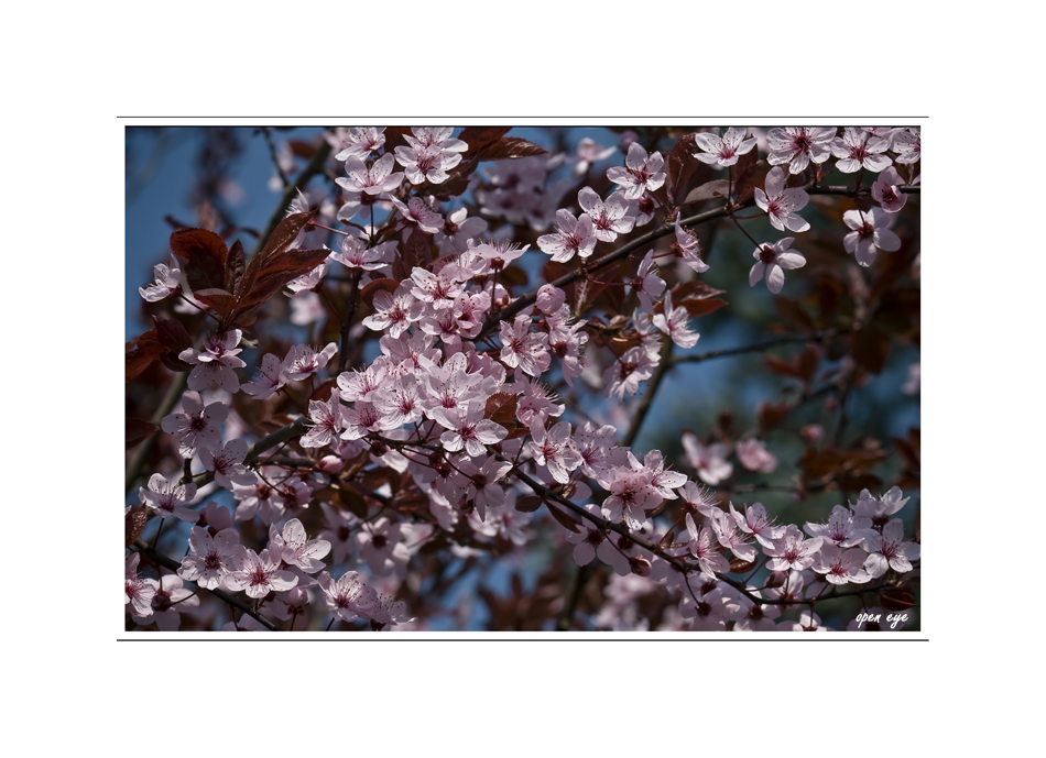 Blut-Pflaume ( Prunus cerasifera 'Nigra' )