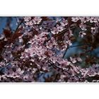 Blut-Pflaume ( Prunus cerasifera 'Nigra' )