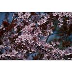 Blut-Pflaume ( Prunus cerasifera 'Nigra' )