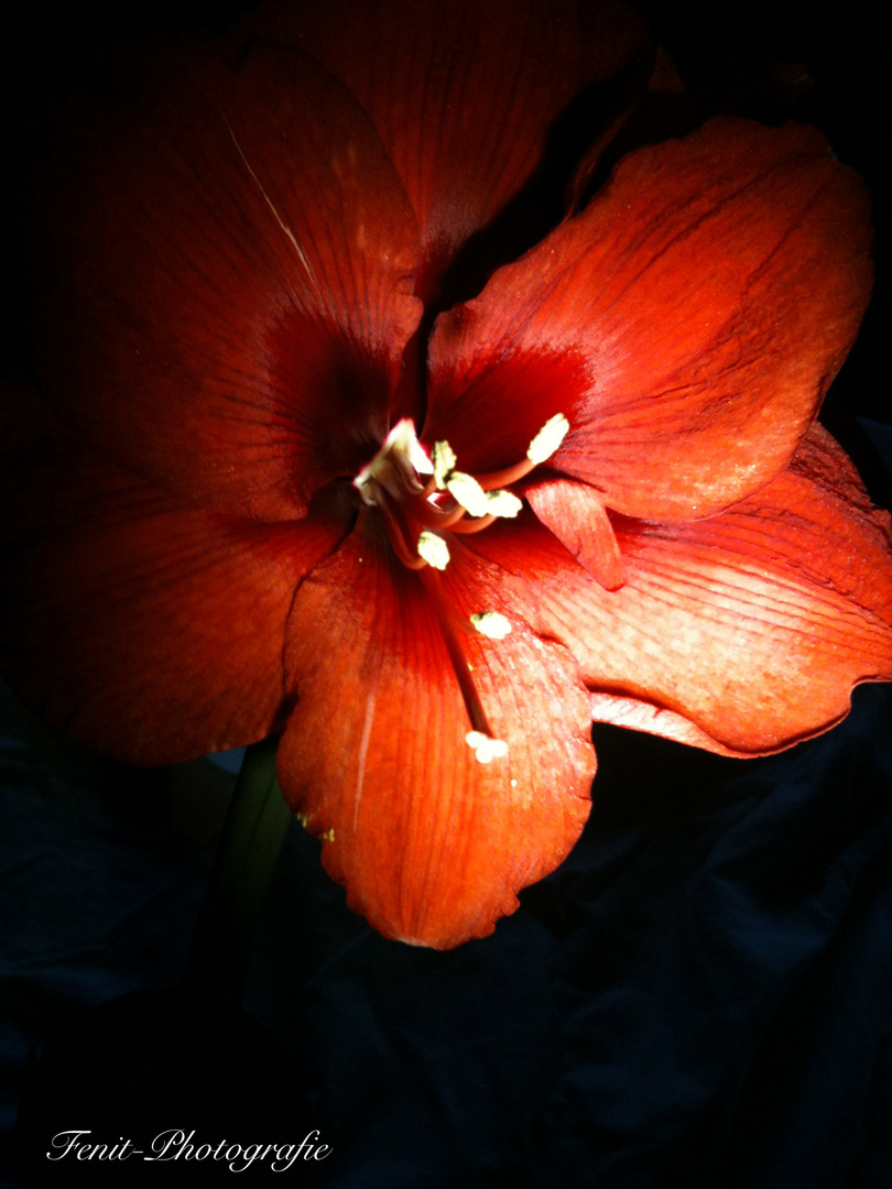 Blut rote Amaryllis