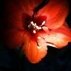 Blut rote Amaryllis