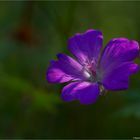 Blut-Storchschnabel (Geranium sanguineum)