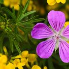 Blut-Storchschnabel (Geranium sanguineum)