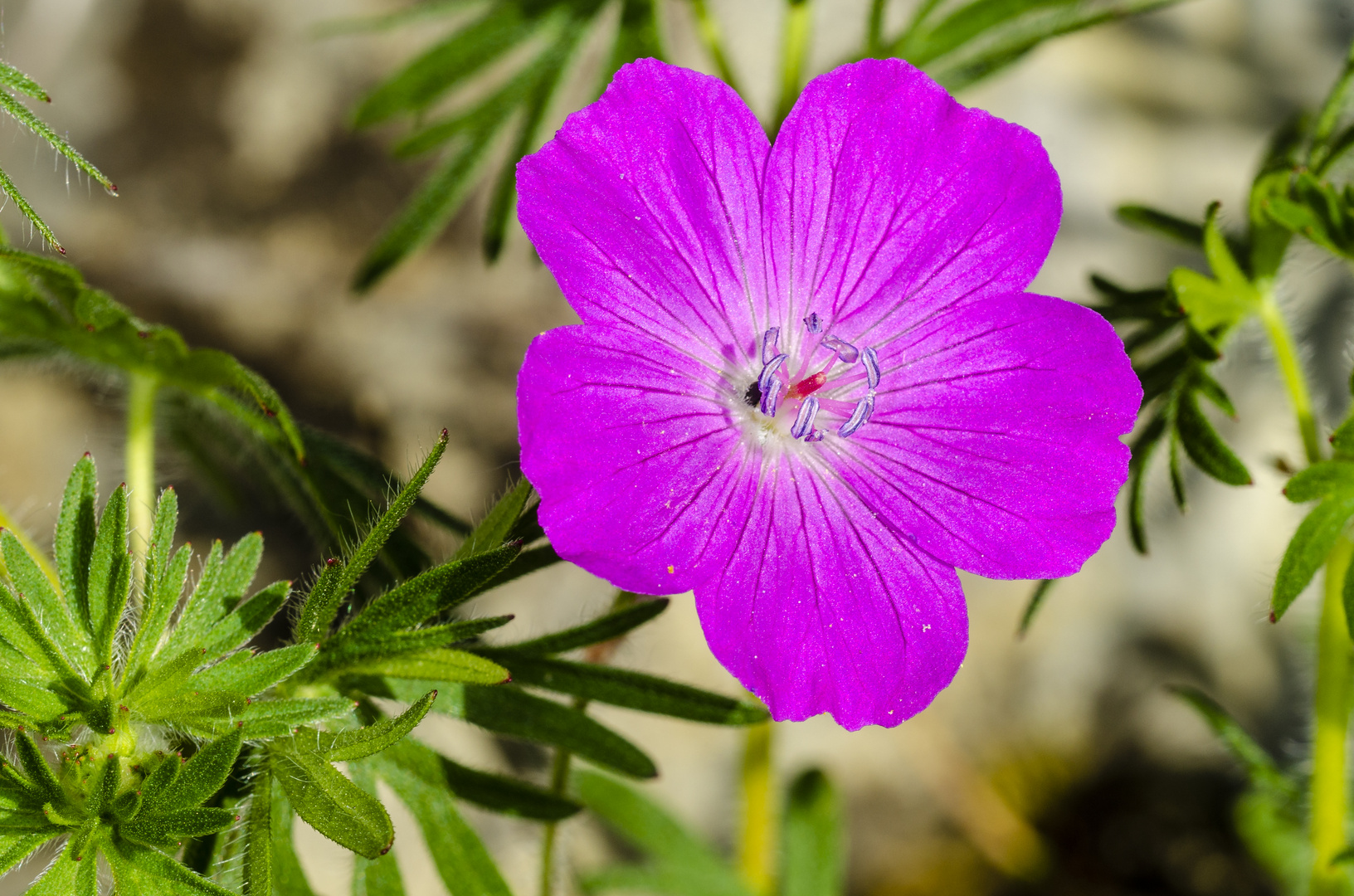 Blut-Storchschnabel (Geranium sanguineum)