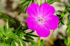 Blut-Storchschnabel (Geranium sanguineum)