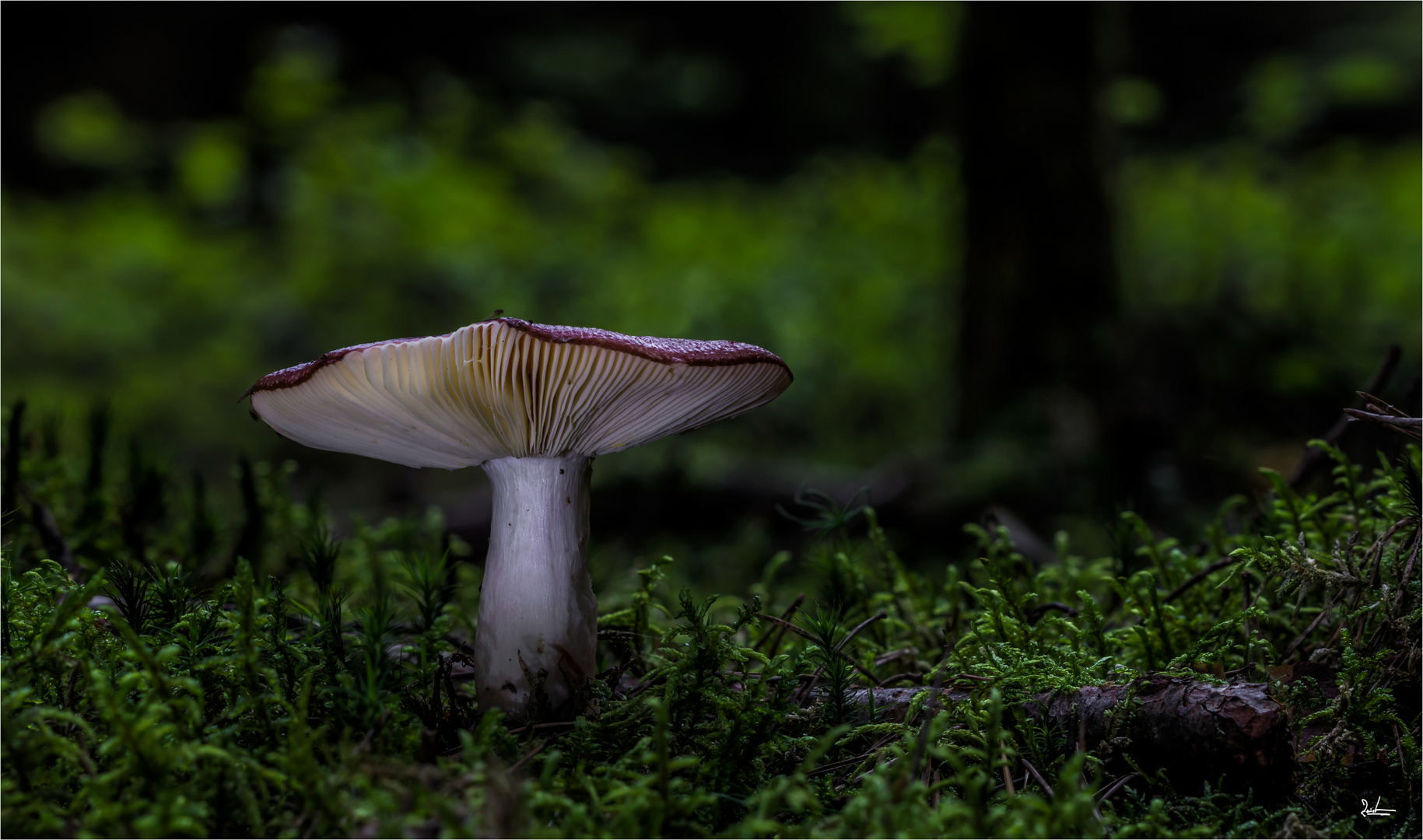 Blut Täubling Foto &amp; Bild | natur, pilze, pilzecke Bilder auf fotocommunity